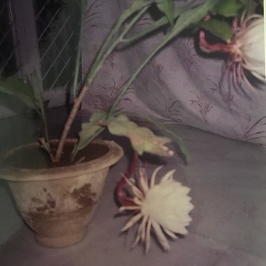 Epiphyllum oxypetalum