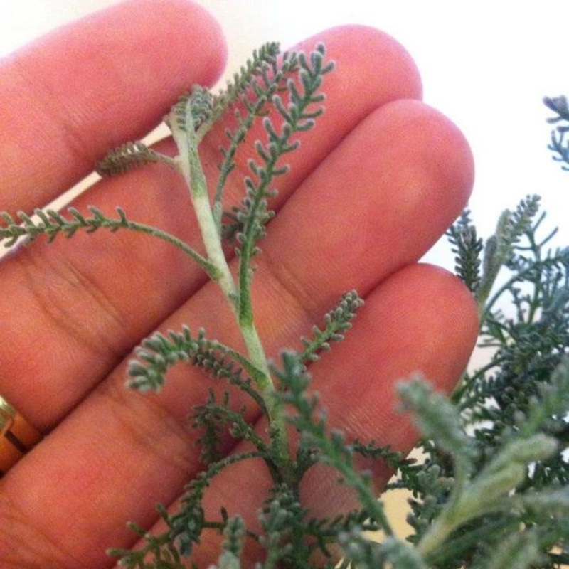 Santolina chamaecyparissus