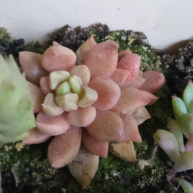 Plant image Sinocrassula Densirosulata