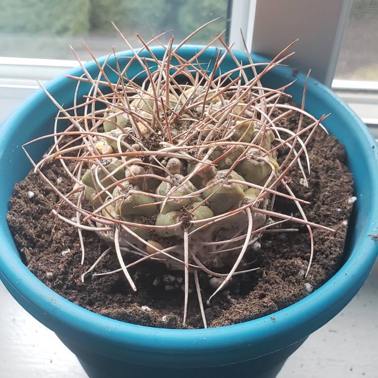 plant image 1439775