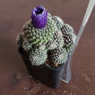 Rebutia minuscula 'Krainziana' syn. Rebutia krainziana
