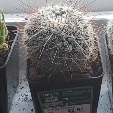 Parodia Erubescens syn. Notocactus schlosseri