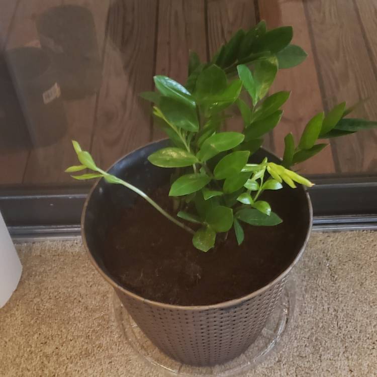 plant image 1445028