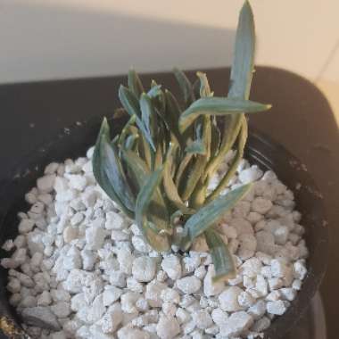Senecio Serpens