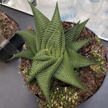 Haworthiopsis Limifolia