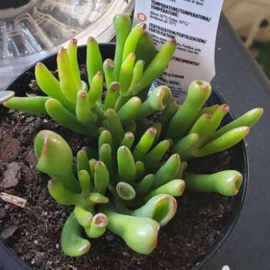 Crassula Ovata 