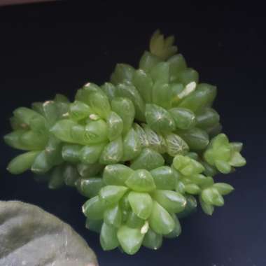 Haworthia obtusa hybrid