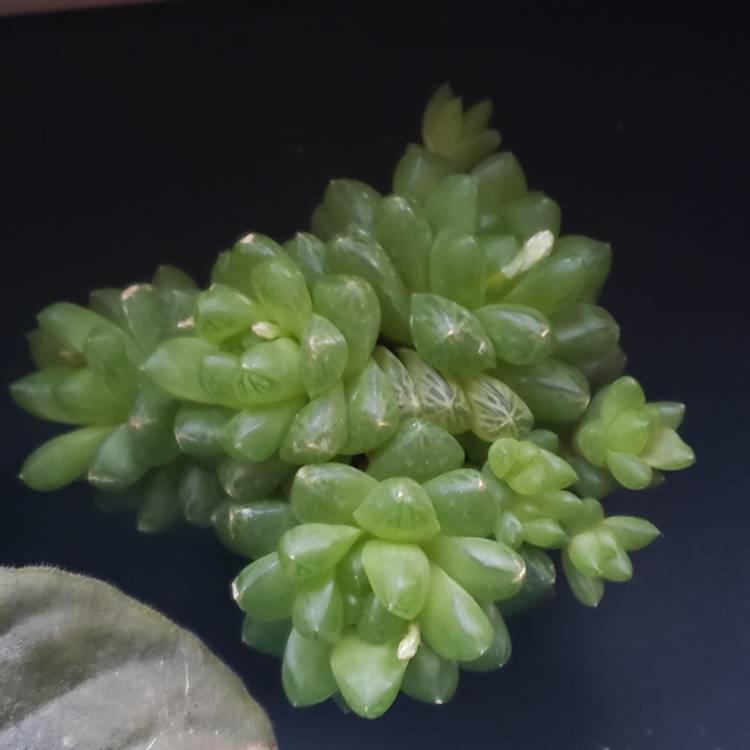 plant image 1448563