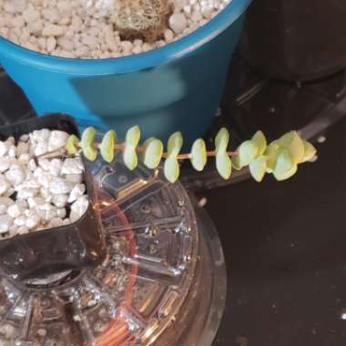 Crassula perforata 'String of Buttons'