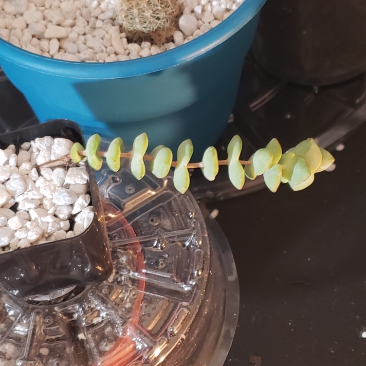 plant image 1448564