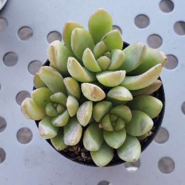 Sedum Adolphi