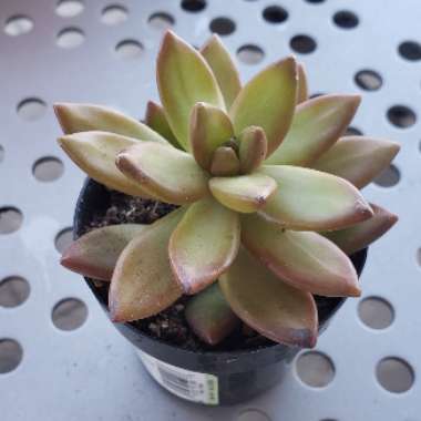 Sedum Adolphi