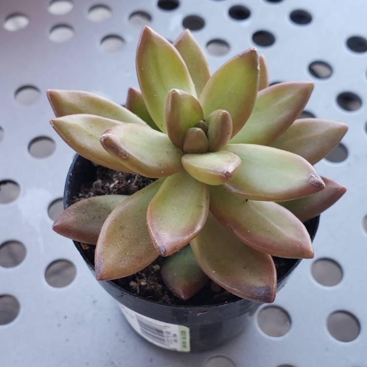 plant image 1449042