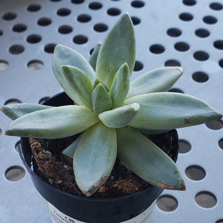 Plant image x Pachyveria glauca 'Little Jewel'