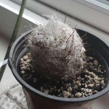 Oreocereus trollii