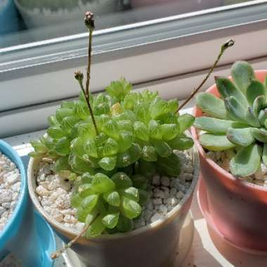 Haworthia obtusa hybrid