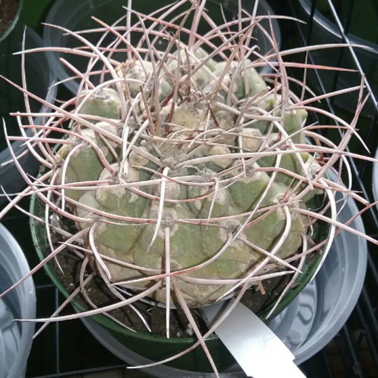 plant image 501886