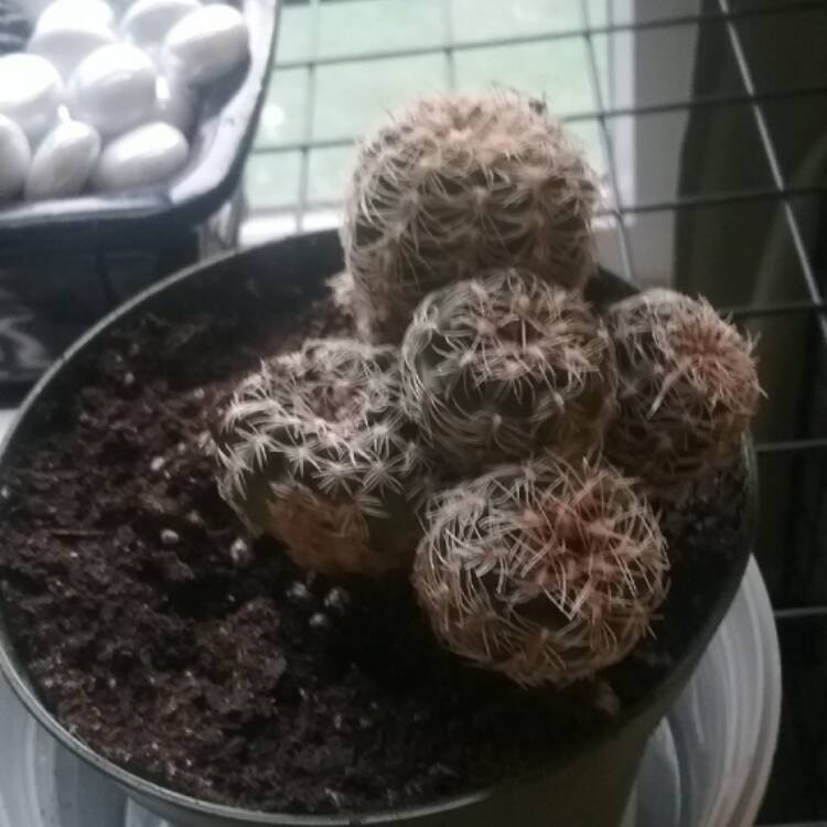 Plant image Gymnocalycium Bruchii