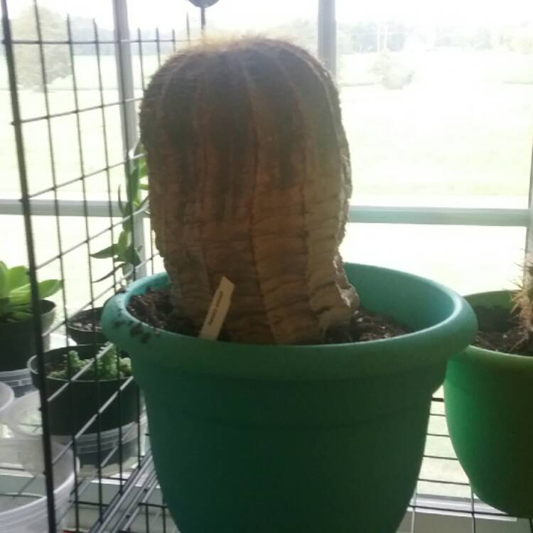 plant image 511910