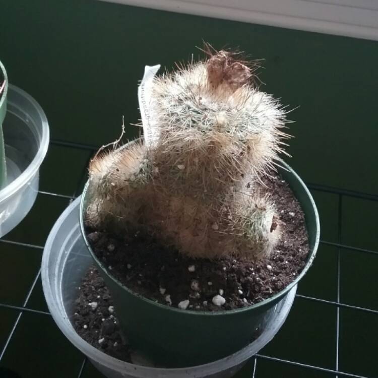 plant image 516307