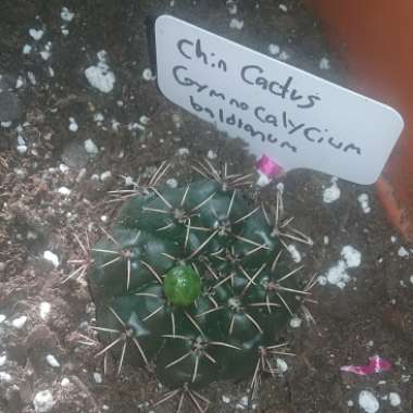 Gymnocalycium baldianum
