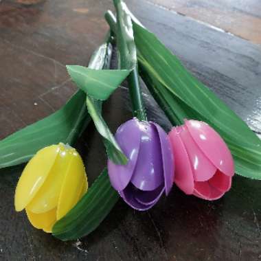 Tulipa 'Queen of Night'