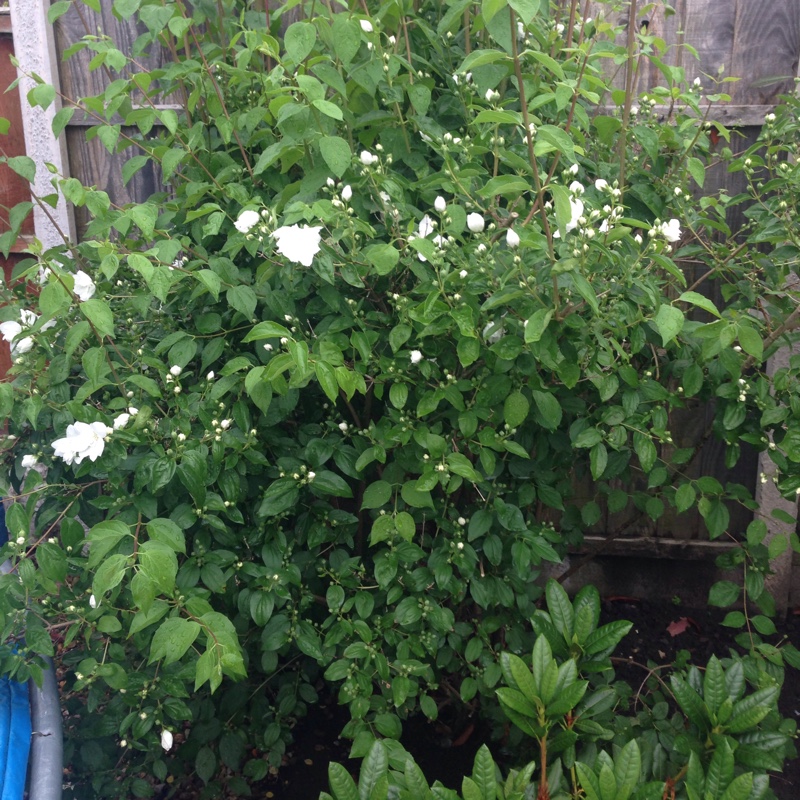 plant image 112576