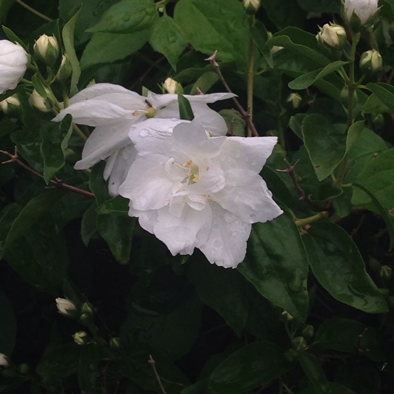 plant image 112578
