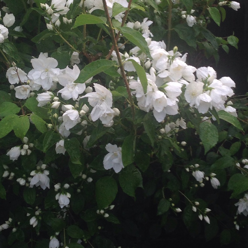 Plant image Philadelphus 'Virginal'