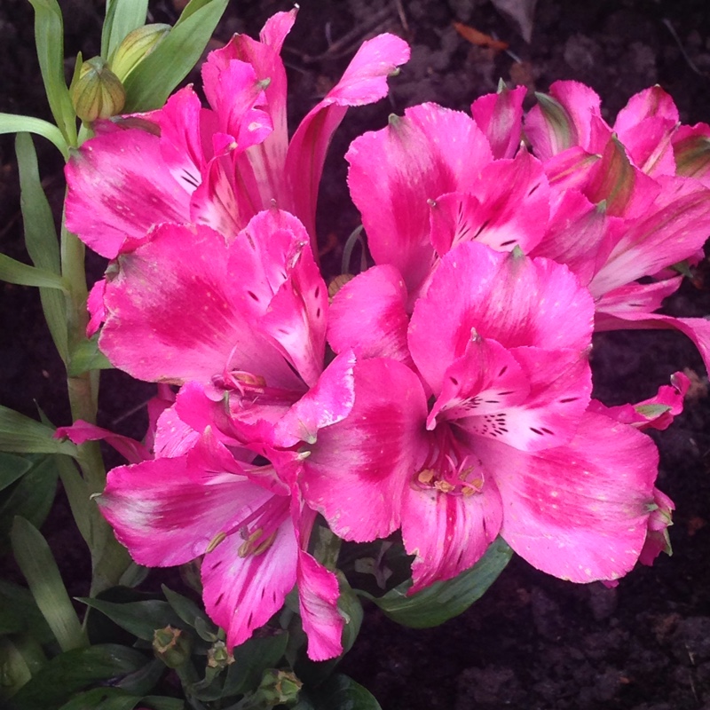 plant image 92399