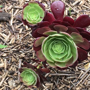 Aeonium (Unknown Variety)