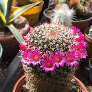Mammillaria 'Elegans'