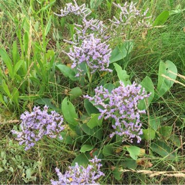 Sea Lavender
