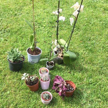 Patrick's garden