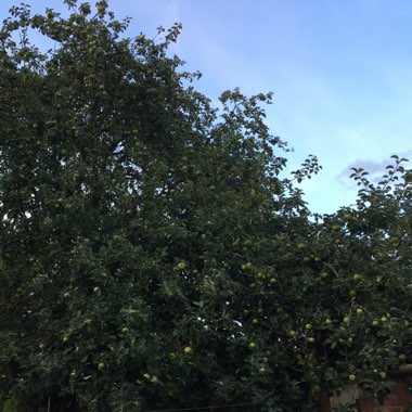 Malus domestica 'Bramley's Seedling'