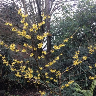 Chinese Witch Hazel