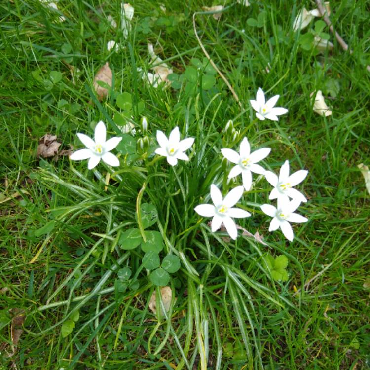 Plant image Sisyrinchium montanum