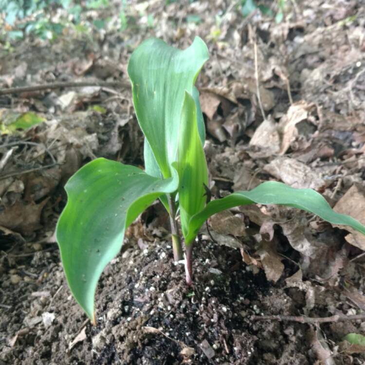 plant image 422283