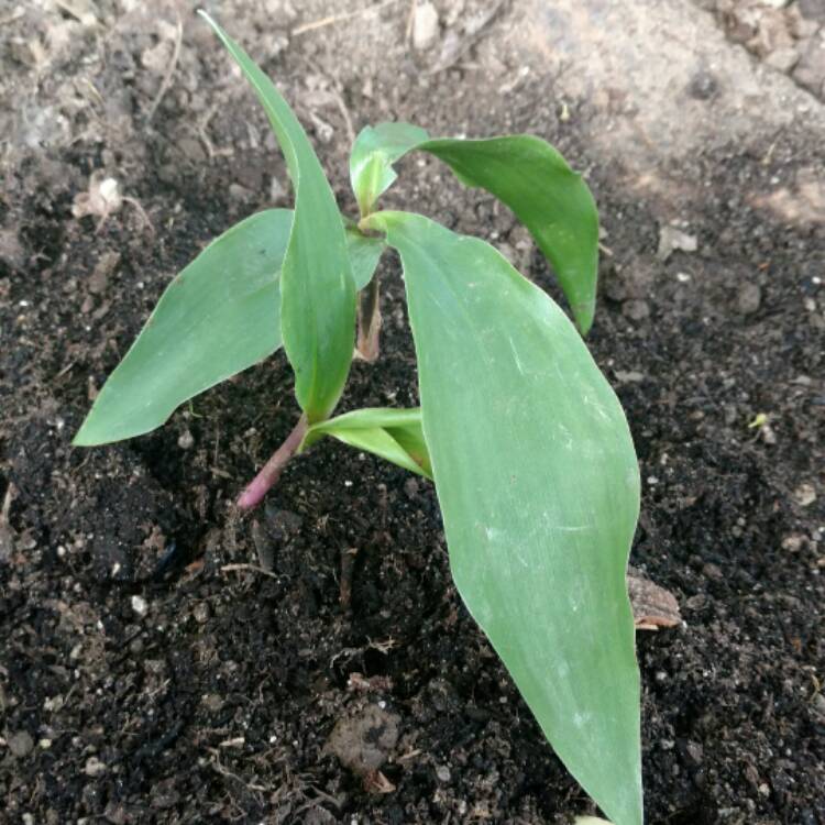 Plant image Convallaria majalis 'Rosea'