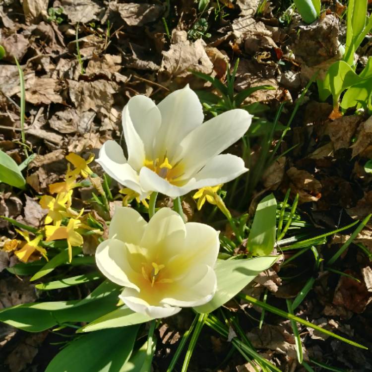 Plant image Tulipa 'White Prince'