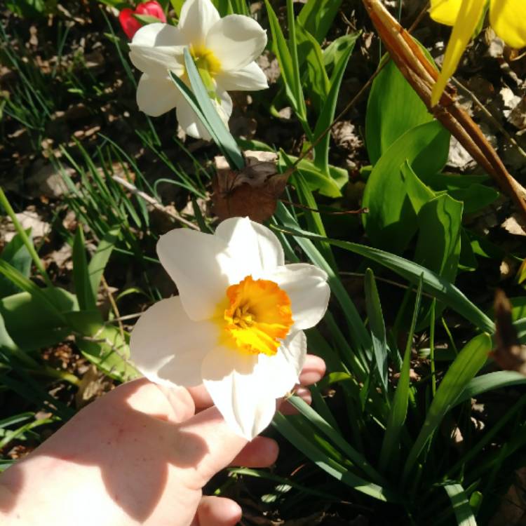 Plant image Narcissus 'Elvira'