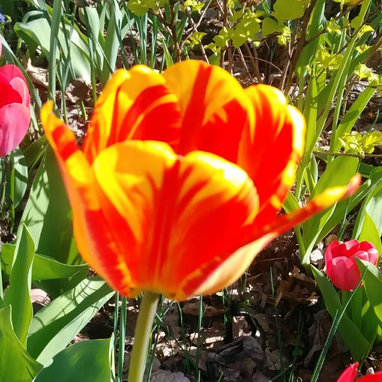 Plant image Tulipa 'Olympic Flame'