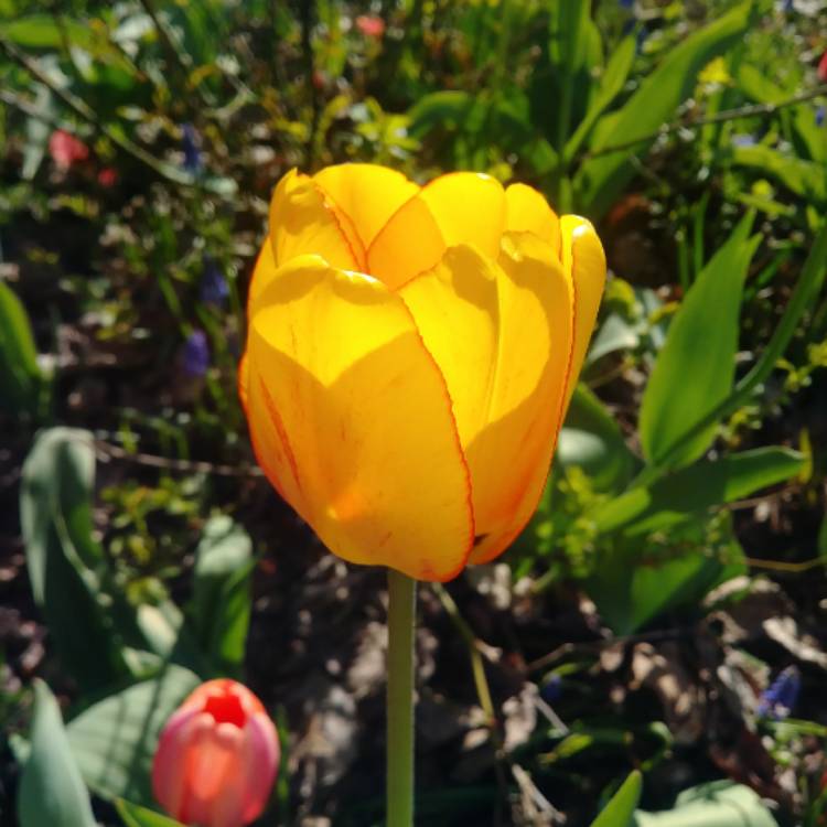 plant image 702068