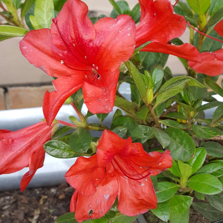 Plant image Rhododendron 'Conlen' (Encore Series) syn. Rhododendron 'Encore Autumn Bravo'