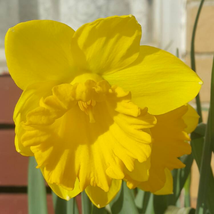Plant image Narcissus 'Dutch Master'