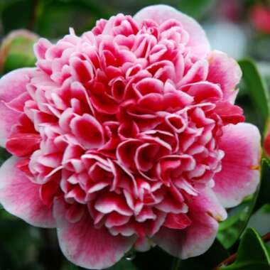 Camellia japonica 'Volunteer'