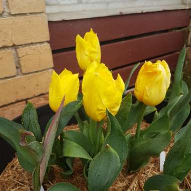 John's garden