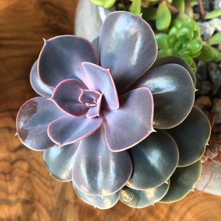 plant image 1377866
