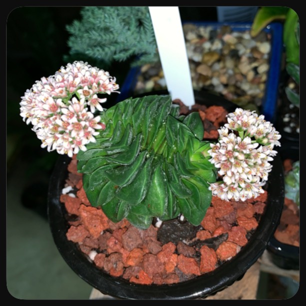 plant image 1094221