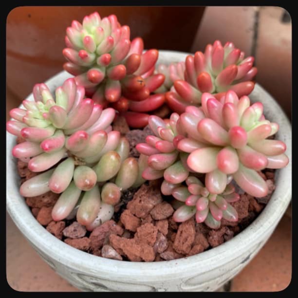 plant image 1097919